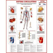 Mapa Corpo Humano Sistema Circulatório Gigante Poster 120 x 90 cm - MULTIMAPAS