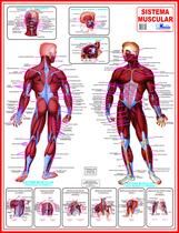 Mapa Corpo Humano Sistema Muscular 120cmX 90cm Gigante