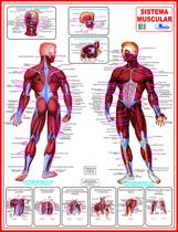 Mapa Corpo Humano Sistema Muscular 120cmX 90cm Gigante - Multimapas