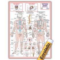 Mapa de 120x90 Cm do Sistema Esquelético 1 - Medicina - Enfermagem - Enrolado