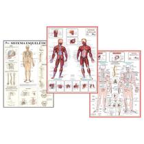 Mapa de Anatomia Humana Sistema Muscular Esquelético 1 e 2 - Multimapas