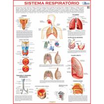 Mapa de anatomia humana - sistema respiratório - gigante: largura 89 cm x altura 117 cm - MULTIMAPAS