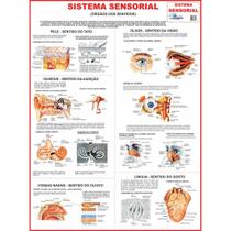 Mapa de anatomia humana - sistema sensorial - gigante: largura 89 cm x altura 117 cm - MULTIMAPAS