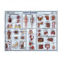 Mapa do corpo humano - Mini