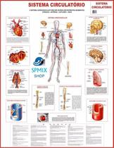 Mapa Do Corpo Humano Sistema Circulatorio 120x90cm - SPM