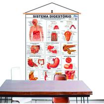 Mapa Do Corpo Humano Sistema Digestório Banner Laminado Com Cordinha para Pendurar