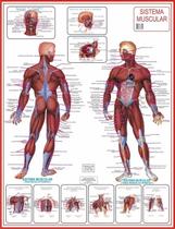 Mapa Do Corpo Humano Sistema Muscular Anatomia 120x 90cm - SPMIX