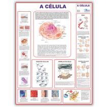 Mapa Dobrado Anatômico A Célula 20x90 Cm - Medicina - Enfermagem