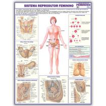 Mapa Dobrado Anatômico do Sistema Reprodutor Feminino 120x90 Cm - Medicina - Enfermagem