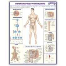 Mapa Dobrado Anatômico do Sistema Reprodutor Masculino 120x90 Cm - Medicina - Enfermagem