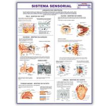 Mapa Dobrado Anatômico do Sistema Sensorial 120x90 Cm - Medicina - Enfermagem