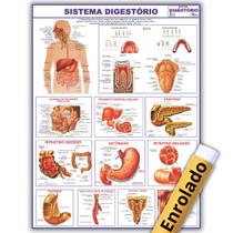 Mapa Enrolado Sistema Digestório Do Corpo Humano 120x90 Cm - Medicina - Enfermagem