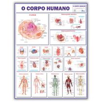 Mapa Gigante Do Corpo Humano - Dobrado- Medicina - Anatomia - Enfermagem - Fisioterapia