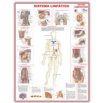 Mapa Gigante Dobrado Sistema Linfático Do Corpo Humano 120 X 90 Cm - Enfermagem