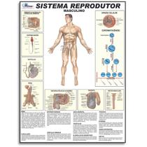 Mapa Reprodutor Masculino Corpo Humano Medicina Sistema Anatomia Poster