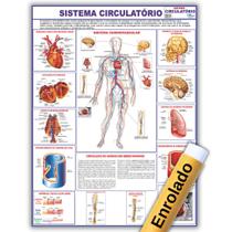Mapa Sistema Circulatório Do Corpo Humano 120x90 Cm - Medicina - Enfermagem - Enrolado