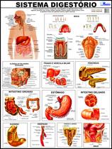 Mapa Sistema Digestório Digestivo Corpo Humano Poster Anatomia Medicina