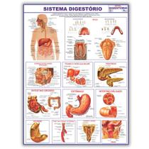 Mapa Sistema Digestório Do Corpo Humano 120x90 Cm - Medicina - Enfermagem Dobrado
