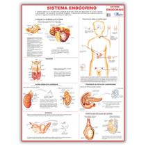 Mapa Sistema Endócrino Do Corpo Humano 120 X 90 Cm - Enfermagem - Medicina - Dobrado