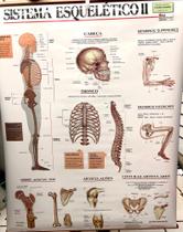 Mapa sistema esquelético banner com moldura