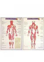 Mapa Sistema Muscular (2 pranchas)