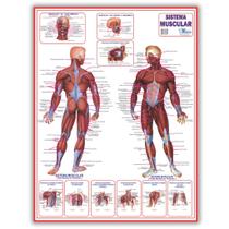 Mapa Sistema Muscular Dobrado- Gigante 120 X 90cm - Enfermagem - Medicina