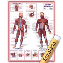 Mapa Sistema Muscular Enrolado - Gigante 120 X 90cm - Enfermagem - Medicina
