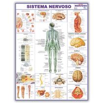 Mapa Sistema Nervoso Do Corpo Humano 120x90 Cm - Medicina - Enfermagem - Dobrado