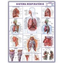 Mapa Sistema Respiratório Dobrado- Gigante 120 X 90cm - Enfermagem - Medicina Mapa Sistema Respiratório Dobrado- Gigante 120 X 90cm - Enfermagem - Medicina