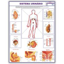 Mapa Sistema Urinário Do Corpo Humano 120x90 Cm - Medicina - Enfermagem - Dobrado