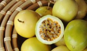 Maracujá Redondo Amarelo - 1.20gr de Sementes