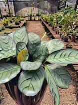 Maranta Burle Marx 'Amabilis Grey' - Planta Tropical de Folhas Cinza-Prateado