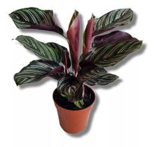 Maranta Riscada Calatea Ornata Magnifica bem embalada - Quintaldobonsai