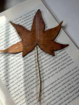 Marca página folha liquidambar