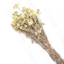 Marcela Natural Flor Desidratada Buque Flores Secas Marcela Natural Flor Desidratada Buque Flores Secas