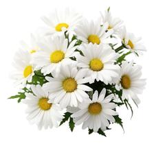 Margarida Branca - 150mg de Sementes