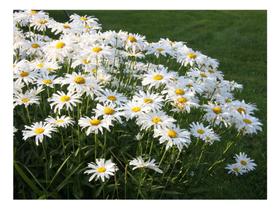 Margarida Gigante Branca - 1g de Sementes