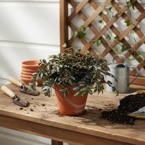 Maria Fumaça - Pellionia repens - Planta Ornamental