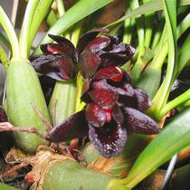Maxillaria Schunkeana - Orquídea Negra - Planta Adulta com 3-4 Bulbos Maxillaria Schunkeana - Orquídea Negra - Planta Adulta com 3-4 Bulbos