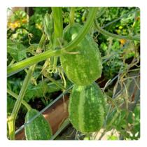 Maxixe Liso Jaiba - 10g de Sementes