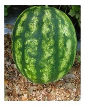 Melancia Hibrida Combat - 1grama de Sementes