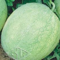 Melancia Omaru Yamato - 3.50gr de Sementes