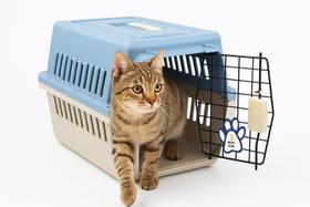 Melhor Caixa Transporte Pet Nº2 6 A 10Kg 48X31X30Cm - Azul