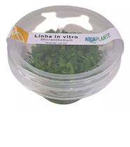 Micranthemum Monte Carlo In Vitro Aquaplante Micranthemum Monte Carlo In Vitro Aquaplante