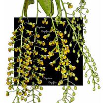 Micro Mini Orquídea Zygostates Lunata Planta Adulta Rara