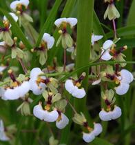Micro Orquídeas Hornitophlora radicans adulta