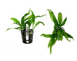 Microsorum (wave Leaf) - Chácara Takeyoshi