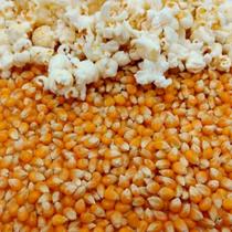 Milho De Pipoca Comum Tipo 1 Pipoca Tradicional Feita Em Casa 500g Ltt Alimentos Milho De Pipoca Comum Tipo 1 Pipoca Tradicional Feita Em Casa 500g Ltt Alimentos
