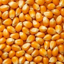 Milho de Pipoca Premium 100g Grãos Selecionados Milho de Pipoca Premium 100g Grãos Selecionados
