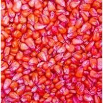 Milho Hibrido Para Plantio 100g, 200g, 300g, 400g, 500g e 1kg Milho Hibrido Para Plantio 100g, 200g, 300g, 400g, 500g e 1kg